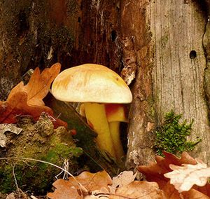 Klikni pro velký obrázek