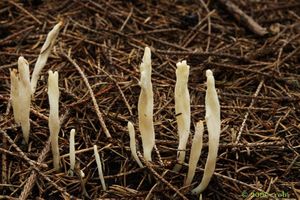 Klikni pro velký obrázek