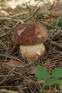 Klikni pro velký obrázek