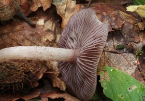 Helmovka zoubkatá - Mycena pelianthina (Fr.) Quél. 1872