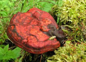 Lesklokorka lesklá - Ganoderma lucidum (Curtis) P. Karst. 1881