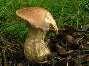 Klikni pro velký obrázek