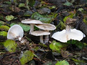 Klikni pro velký obrázek