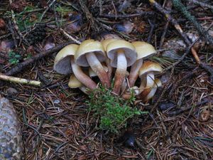 Klikni pro velký obrázek