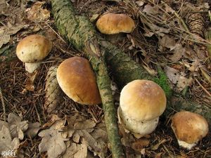 Klikni pro velký obrázek