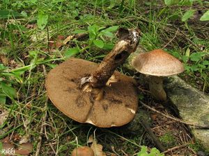 Klikni pro velký obrázek