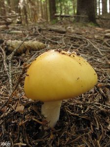 Klikni pro velký obrázek