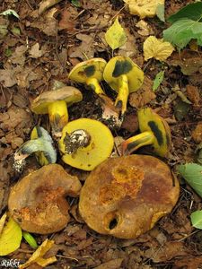 Klikni pro velký obrázek