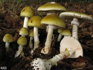 Klikni pro velký obrázek