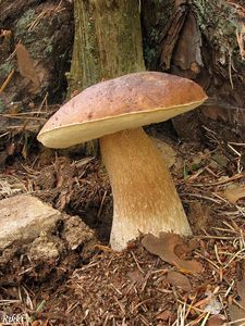 Klikni pro velký obrázek