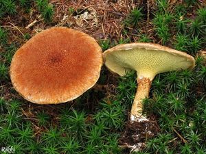 Klikni pro velký obrázek