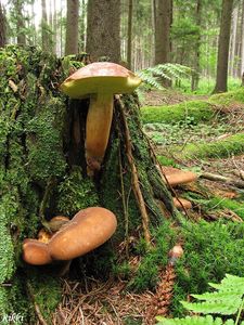 Klikni pro velký obrázek