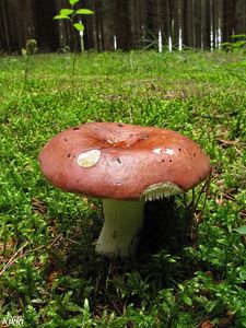 Klikni pro velký obrázek