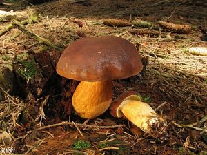 Klikni pro velký obrázek