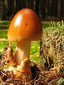 Klikni pro velký obrázek