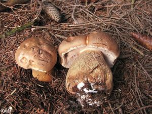 Klikni pro velký obrázek