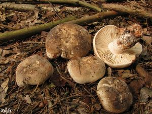 Klikni pro velký obrázek