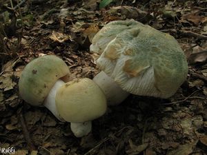 Klikni pro velký obrázek