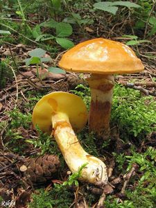 Klikni pro velký obrázek