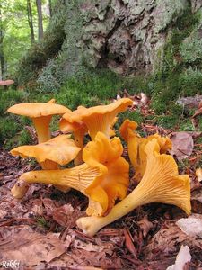 Klikni pro velký obrázek