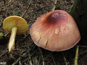 Klikni pro velký obrázek