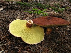 Klikni pro velký obrázek