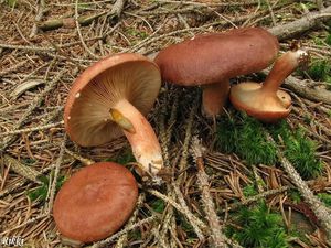 Klikni pro velký obrázek