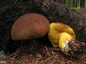 Klikni pro velký obrázek