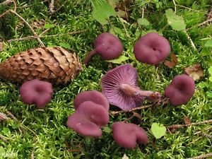 Klikni pro velký obrázek