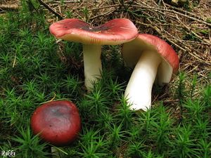 Klikni pro velký obrázek