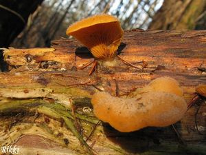 Klikni pro velký obrázek