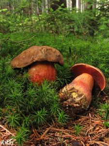 Klikni pro velký obrázek