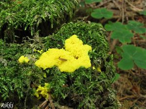 Klikni pro velký obrázek