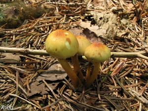 Klikni pro velký obrázek