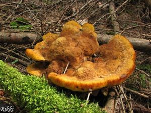 Klikni pro velký obrázek