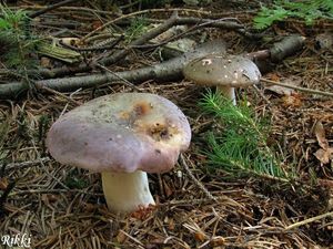 Klikni pro velký obrázek