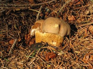 Klikni pro velký obrázek