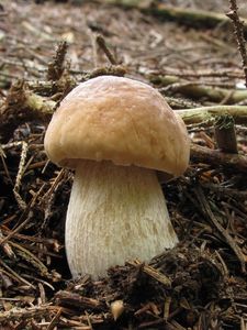 Klikni pro velký obrázek