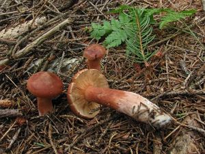 Klikni pro velký obrázek