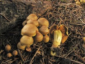 Klikni pro velký obrázek