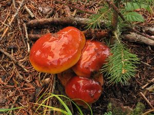 Klikni pro velký obrázek