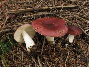 Klikni pro velký obrázek