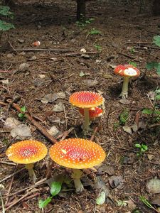 Klikni pro velký obrázek