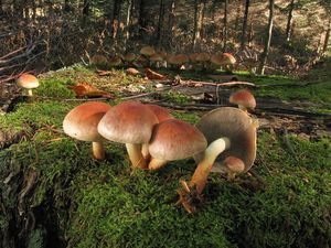 Klikni pro velký obrázek