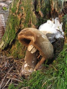 Klikni pro velký obrázek