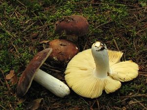 Klikni pro velký obrázek