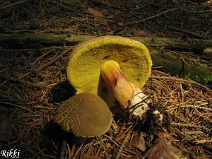 Klikni pro velký obrázek