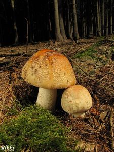 Klikni pro velký obrázek