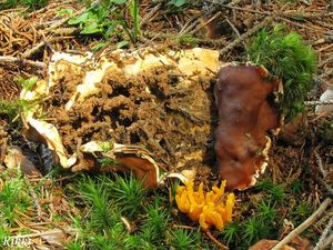 Klikni pro velký obrázek