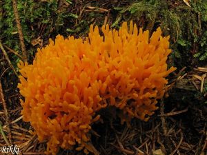 Klikni pro velký obrázek